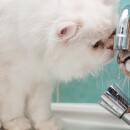 two-cats-drink-water-from-the-tap
